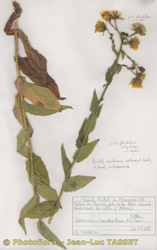 Hieracium constrictum habit