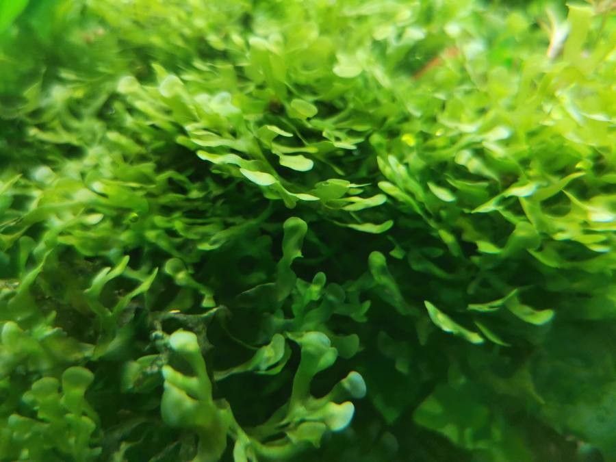 Lomariopsis lineata — houseplant care guide