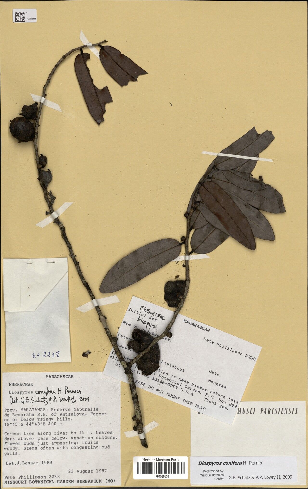 Diospyros phillipsonii — houseplant care guide