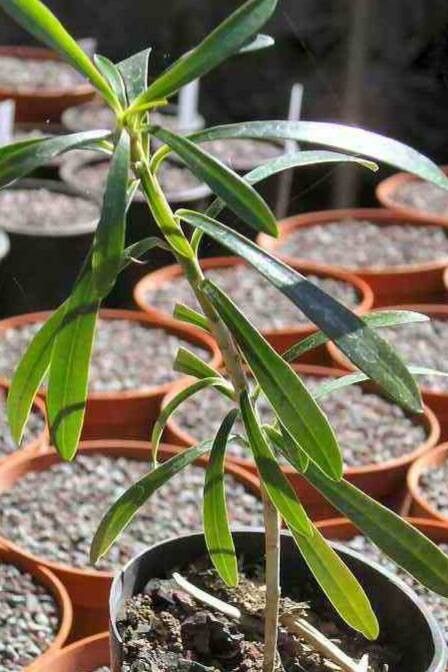 Euphorbia robivelonae — houseplant care guide