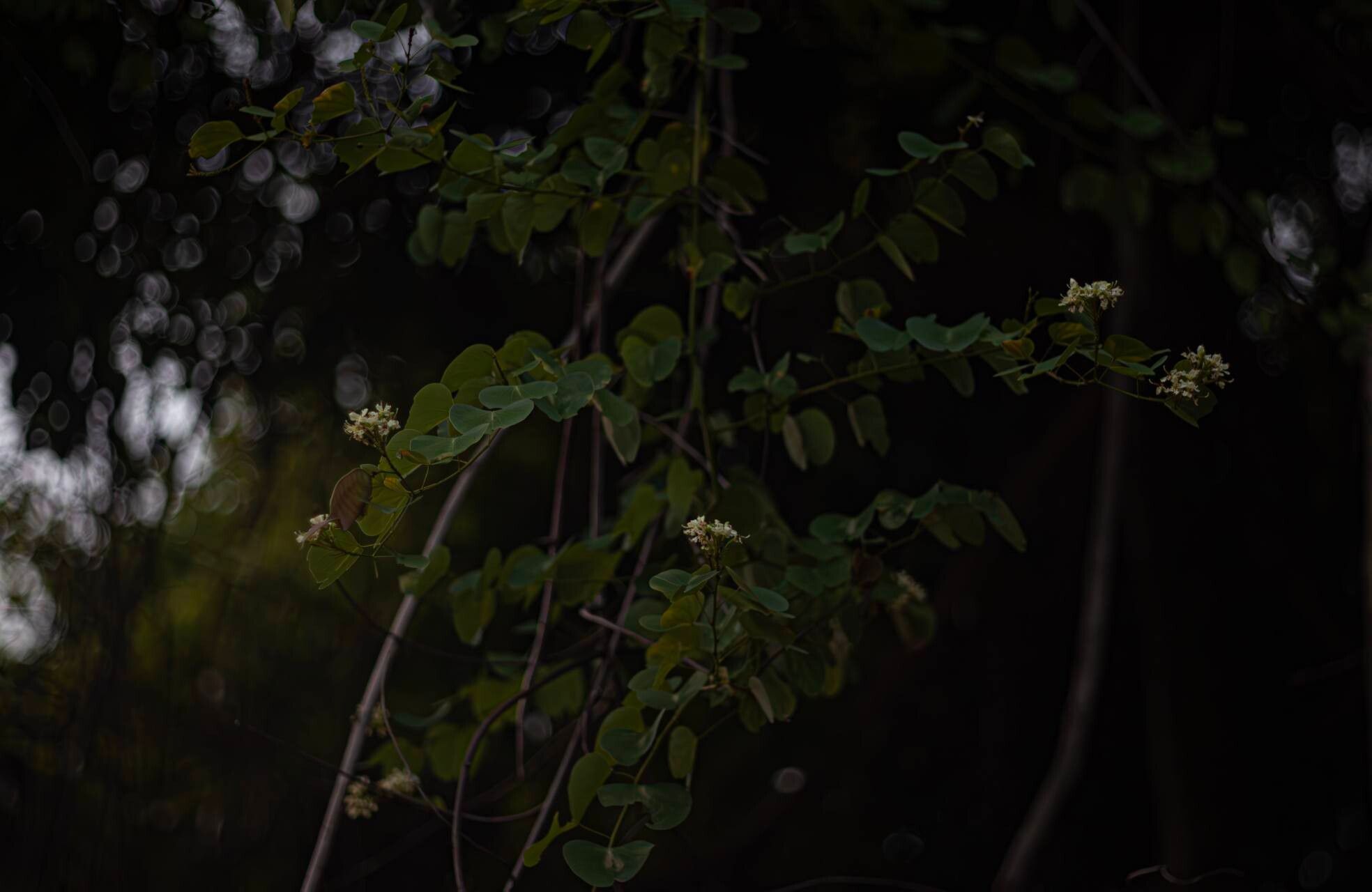Cheniella glauca flower