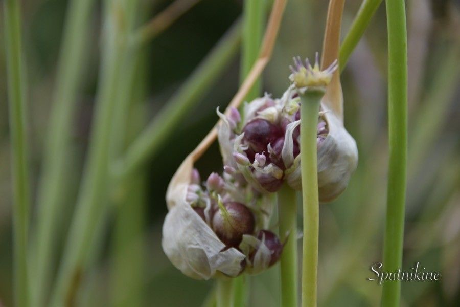 Allium scorodoprasum fruit