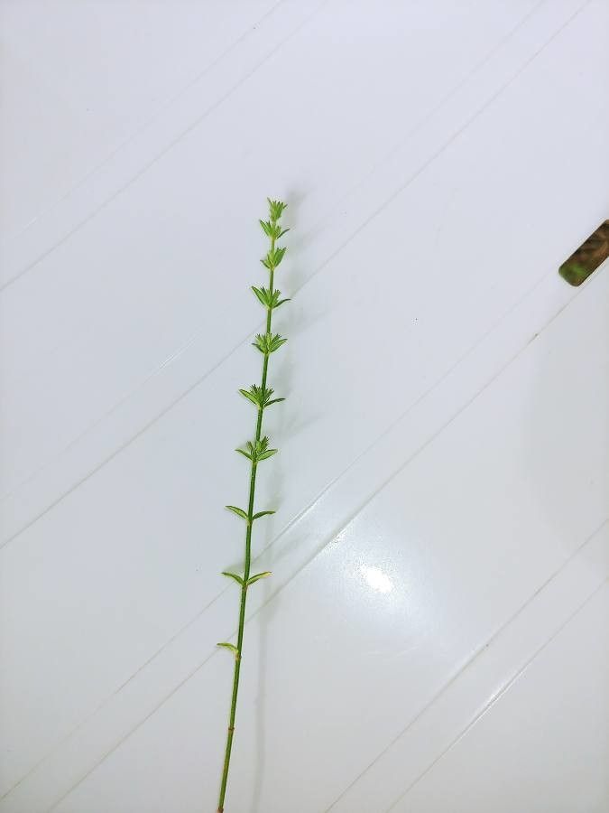 Galium virgatum — search result for 'Central to southwestern United States'