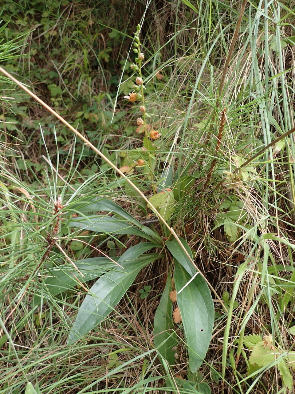 Digitalis laevigata habit