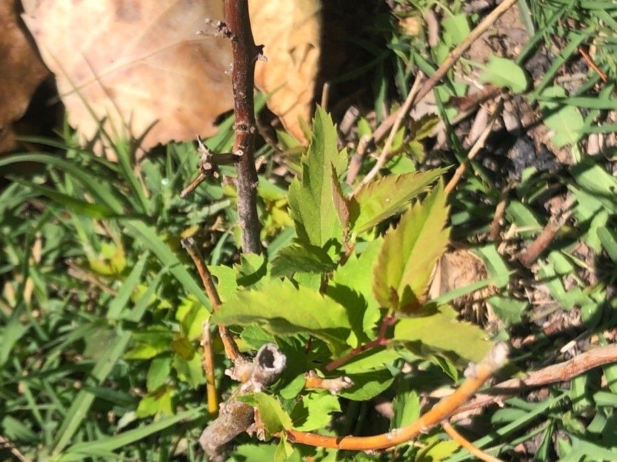 Spiraea chamaedryfolia leaf