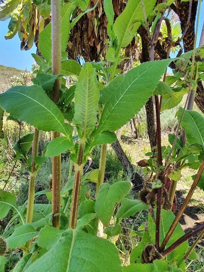 Dipsacus pinnatifidus leaf