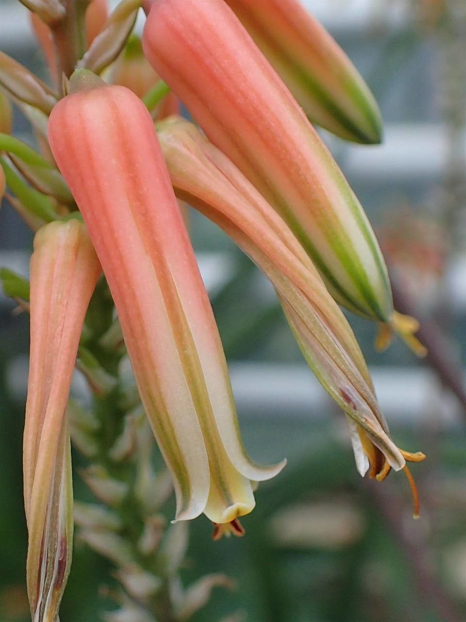 Aloe tomentosa fruit