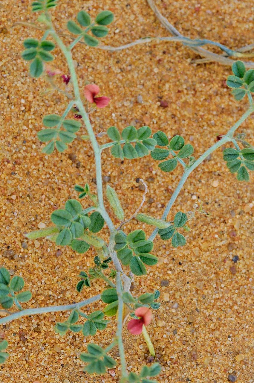 Indigofera argentea fruit