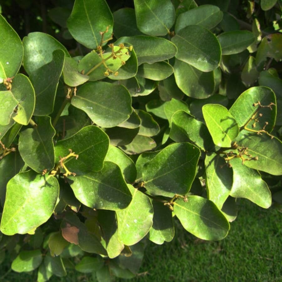 Beilschmiedia miersii — search result for 'Lauraceae'