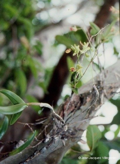 Dendrobium poissonianum habit