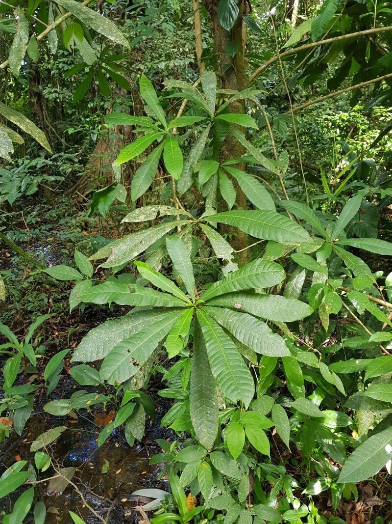 Campnosperma panamense — related species from the same genus