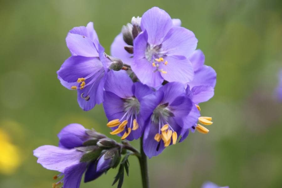 Polemonium caeruleum flower