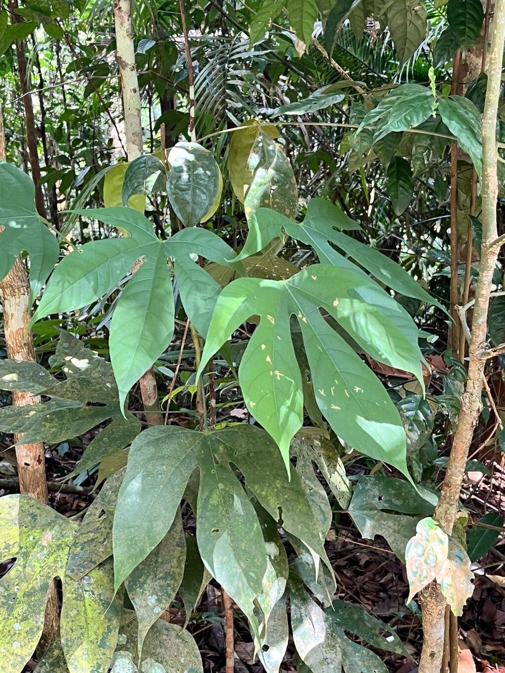 Scaphium macropodum leaf