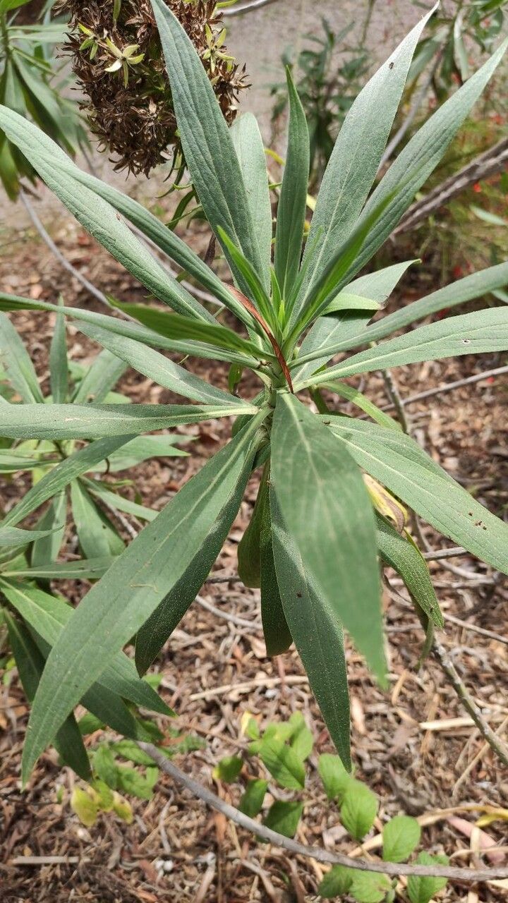 Echium nervosum leaf