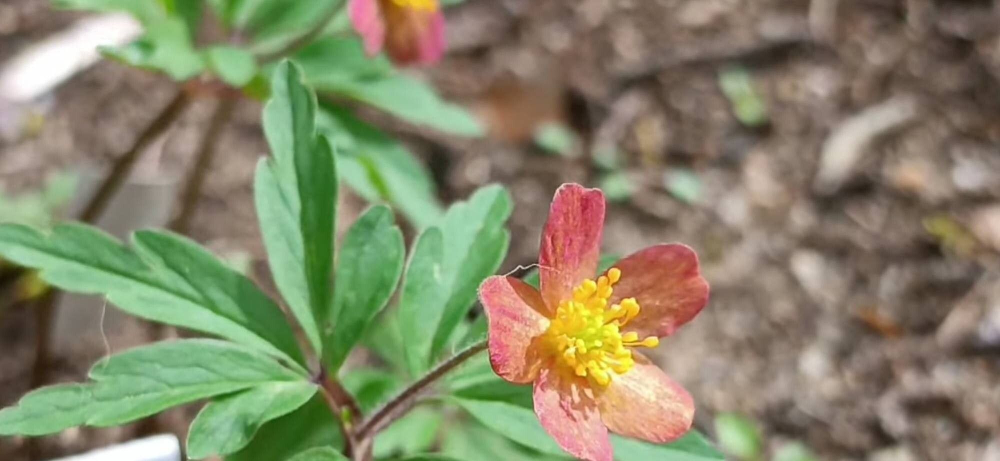 Anemonoides uralensis — search result for 'Anemonoides'