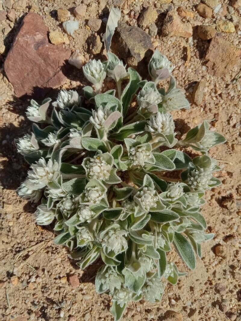 Gomphrena caespitosa