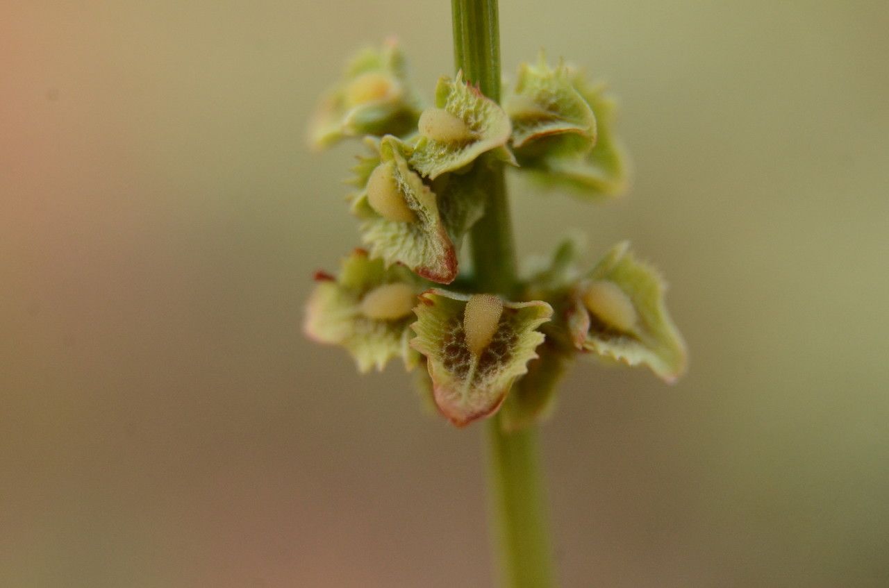 Rumex cristatus flower