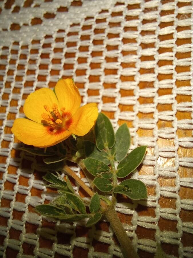 Kallstroemia grandiflora — clay tolerant houseplant