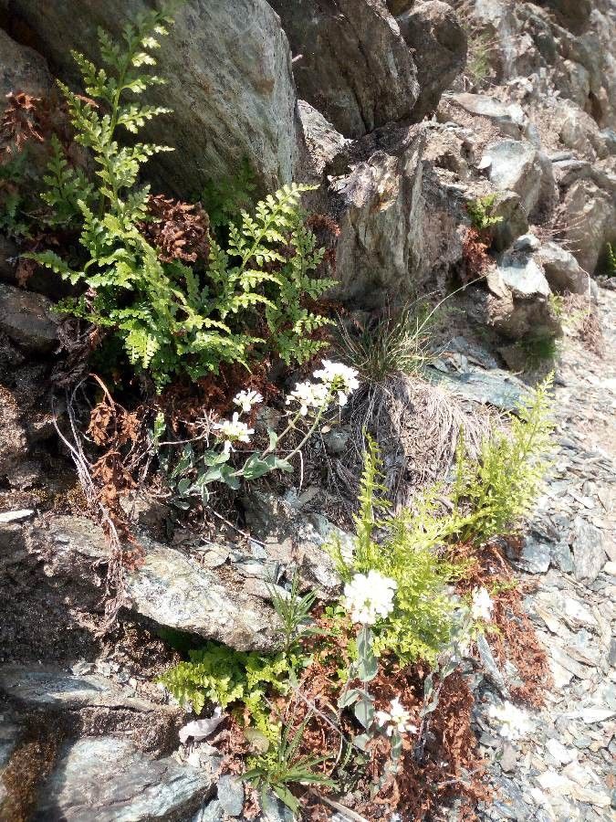 Asplenium cuneifolium flower
