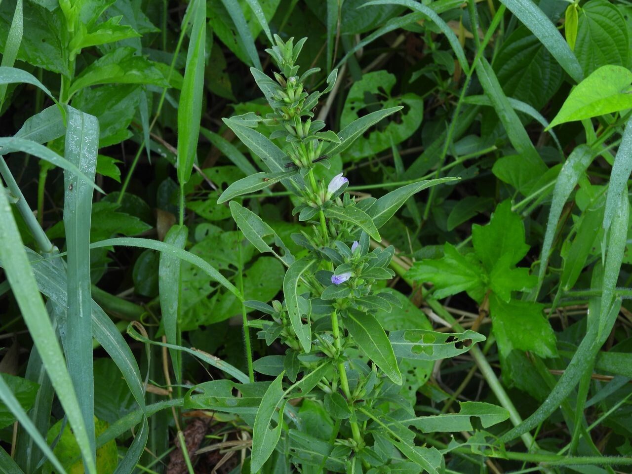 Hygrophila erecta habit