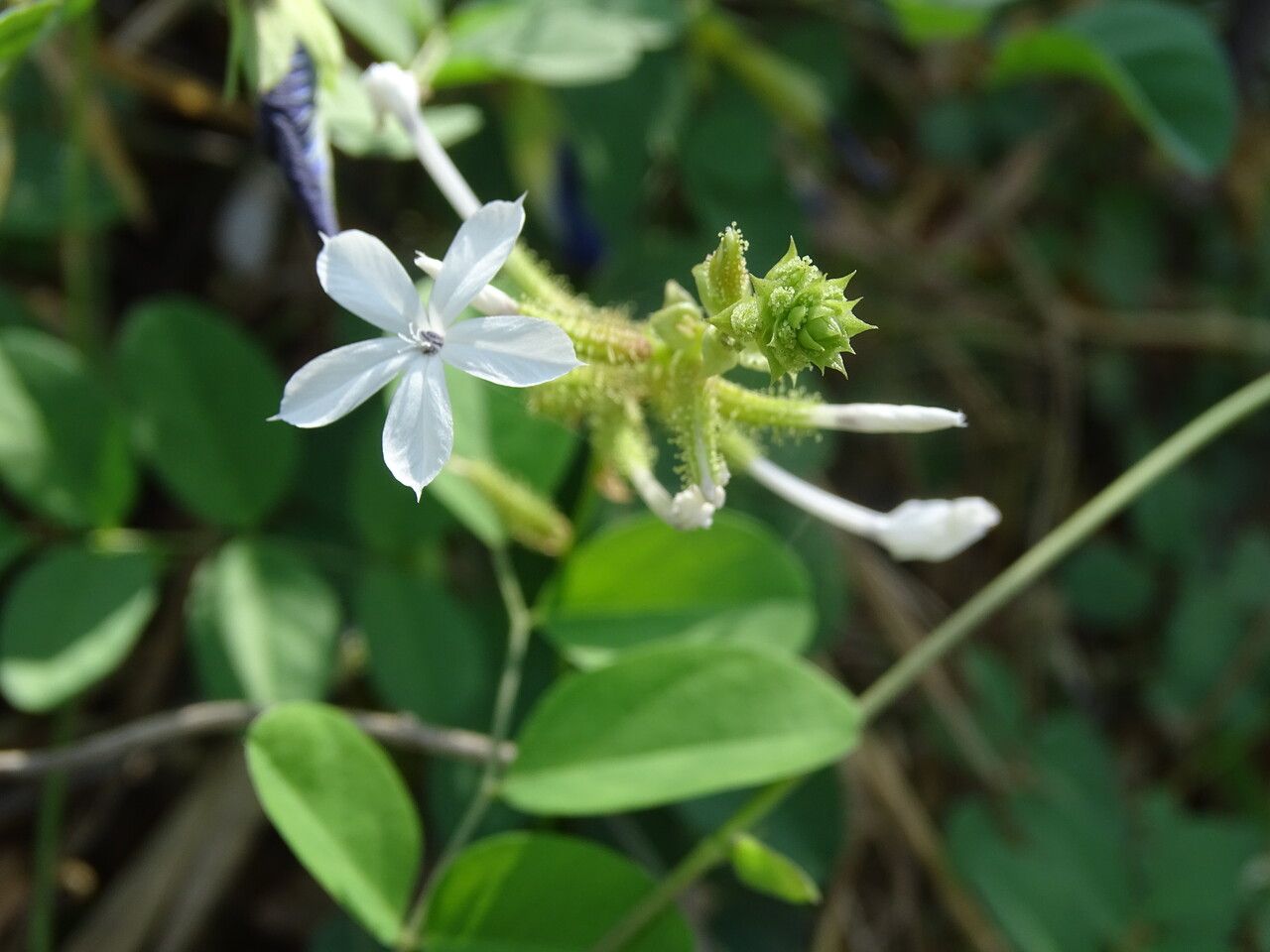 Plumbago zeylanica flower