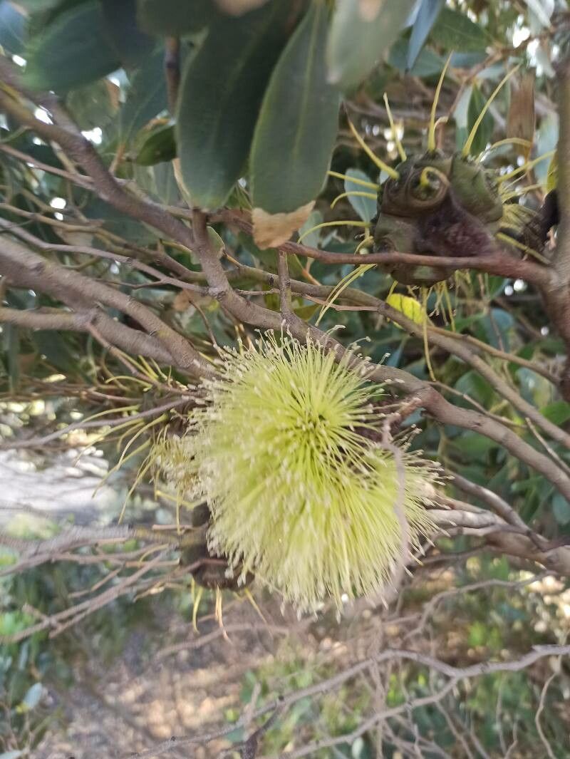 Eucalyptus occidentalis flower