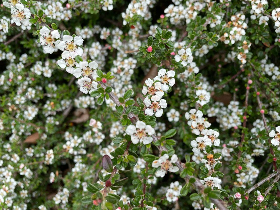 Cotoneaster microphyllus flower