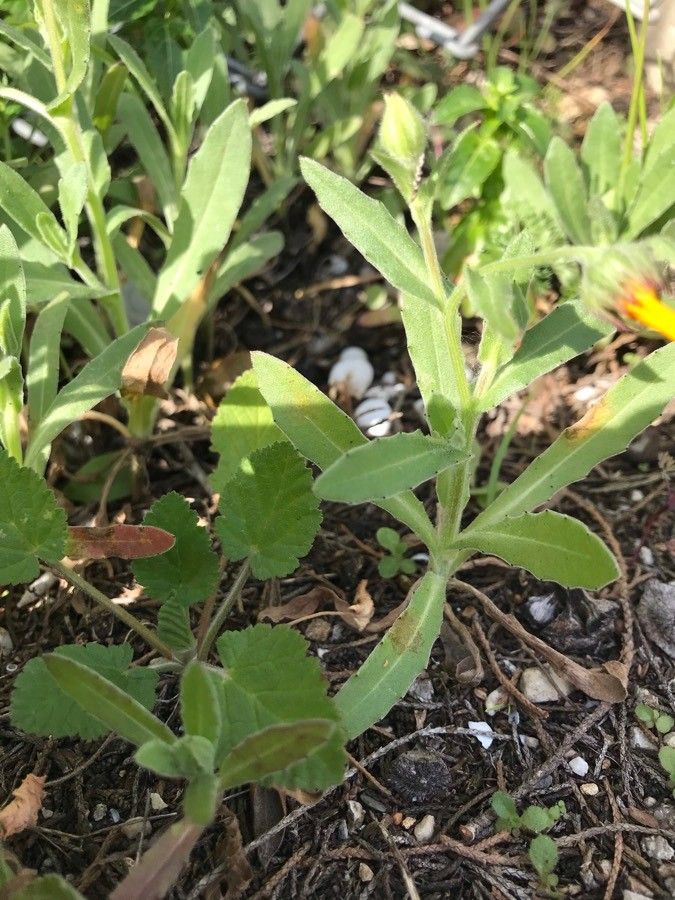 Calendula algeriensis