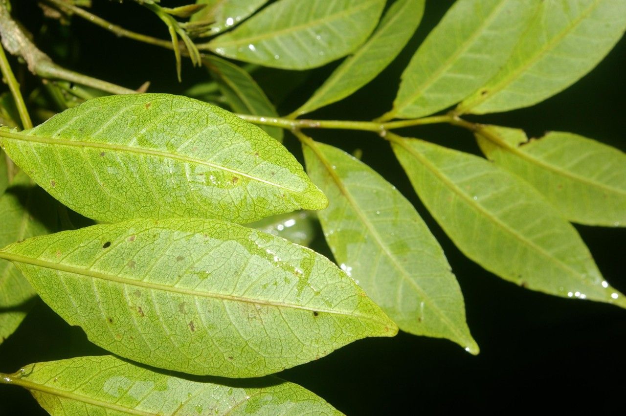 Zanthoxylum panamense — search result for 'Zanthoxylum'