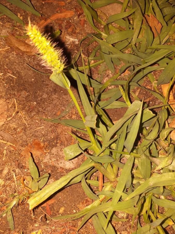 Setaria verticillata flower