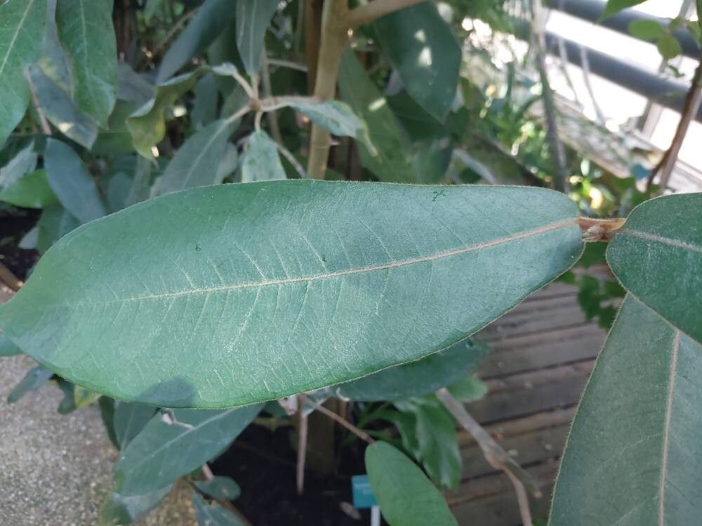 Ficus lapathifolia leaf