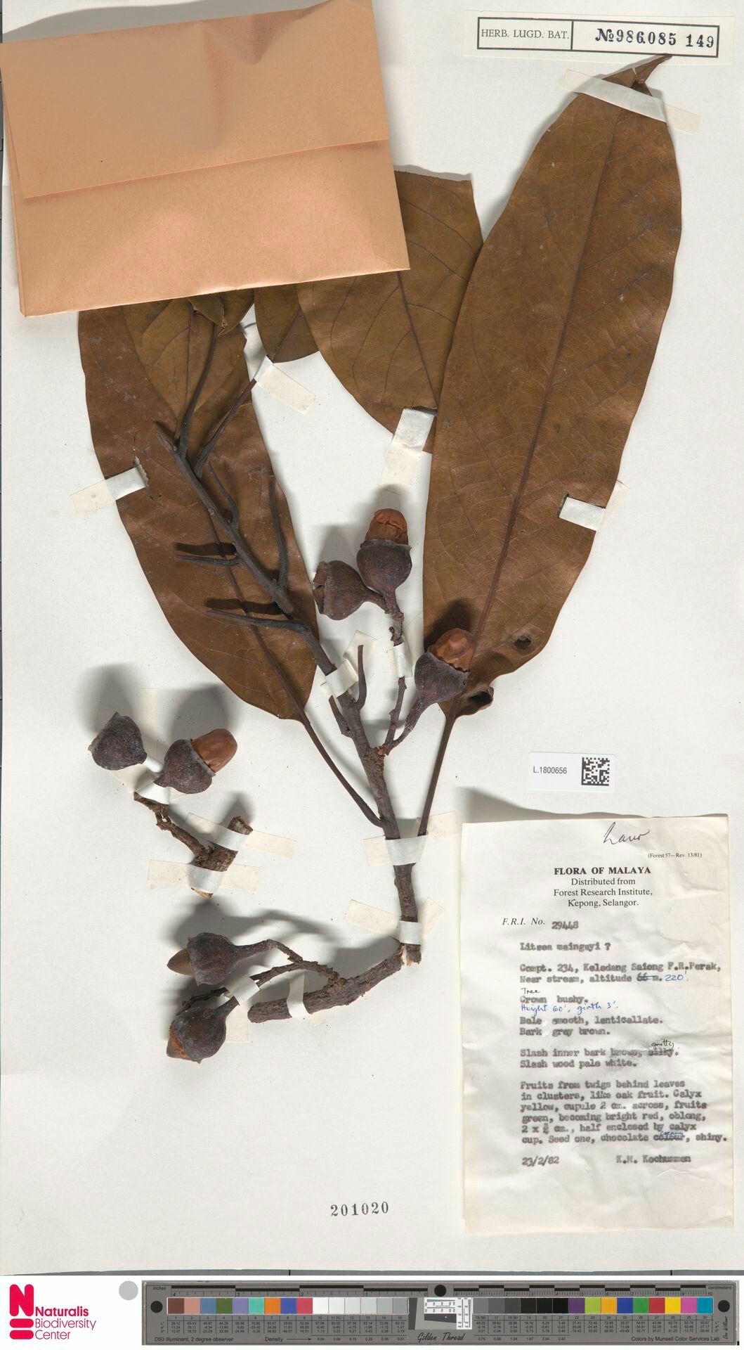 Litsea maingayi — search result for 'Litsea'