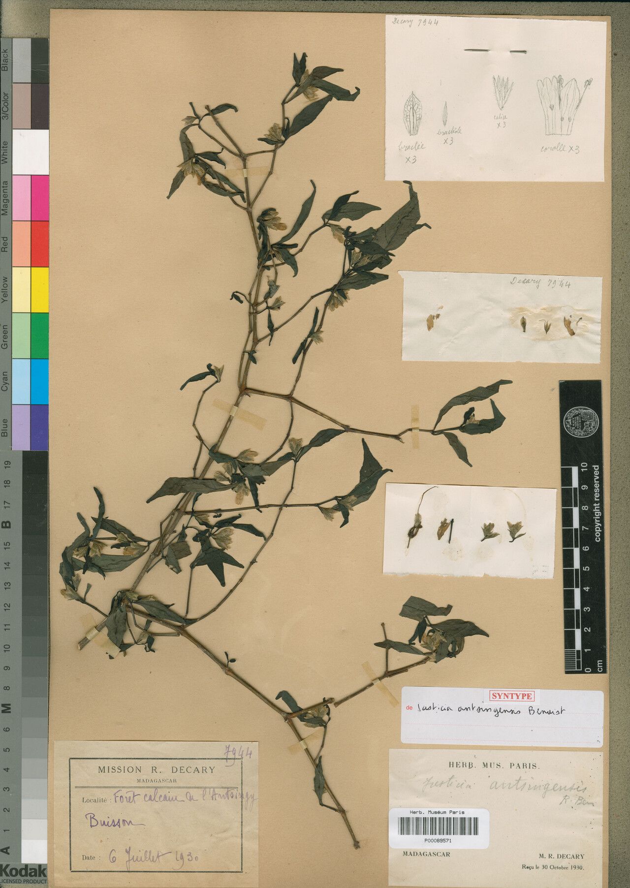 Justicia antsingensis — houseplant care guide