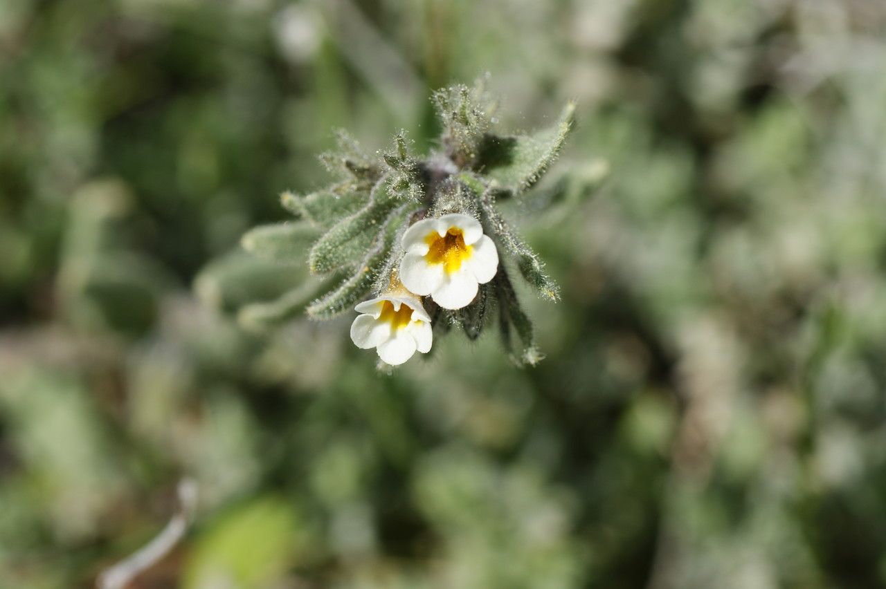 Alkanna corcyrensis — related species from the same genus