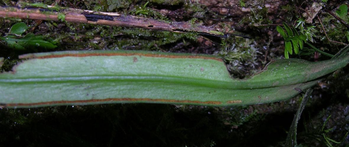 Ananthacorus angustifolius — search result for 'Pteridaceae'