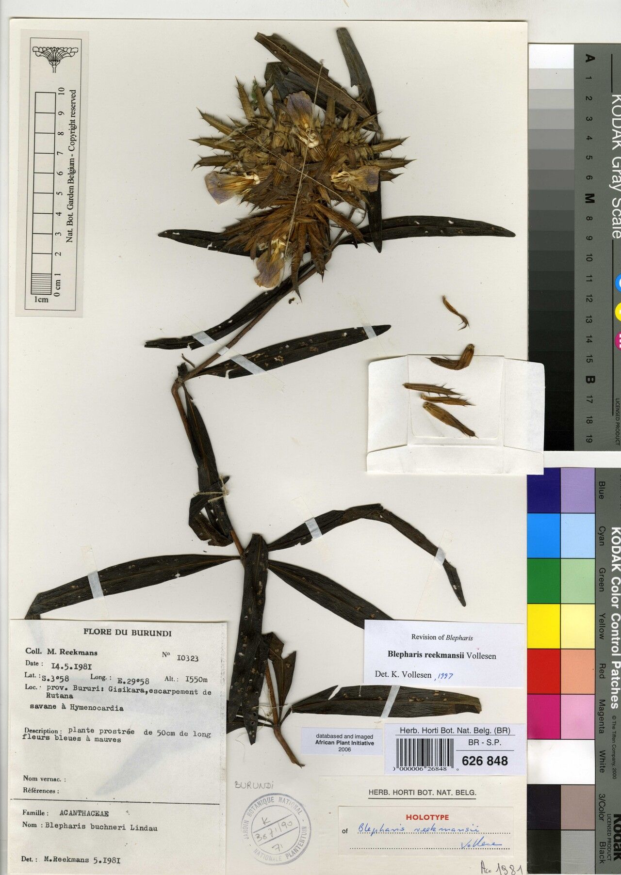 Blepharis reekmansii — houseplant care guide