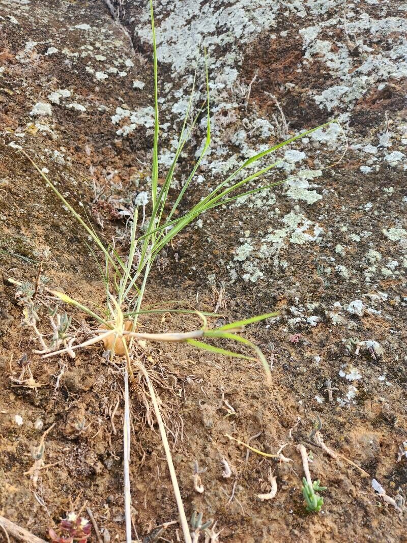 Cenchrus squamulatus — houseplant care guide