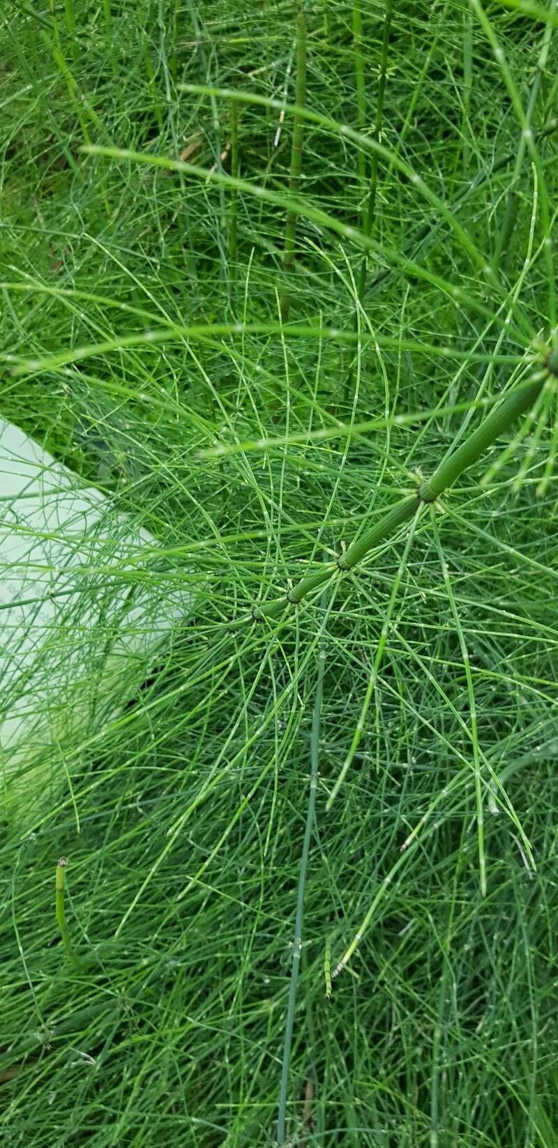 Equisetum × schaffneri — search result for 'Equisetum'
