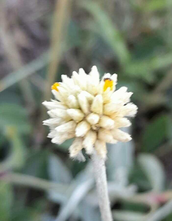 Pfaffia gnaphalioides flower