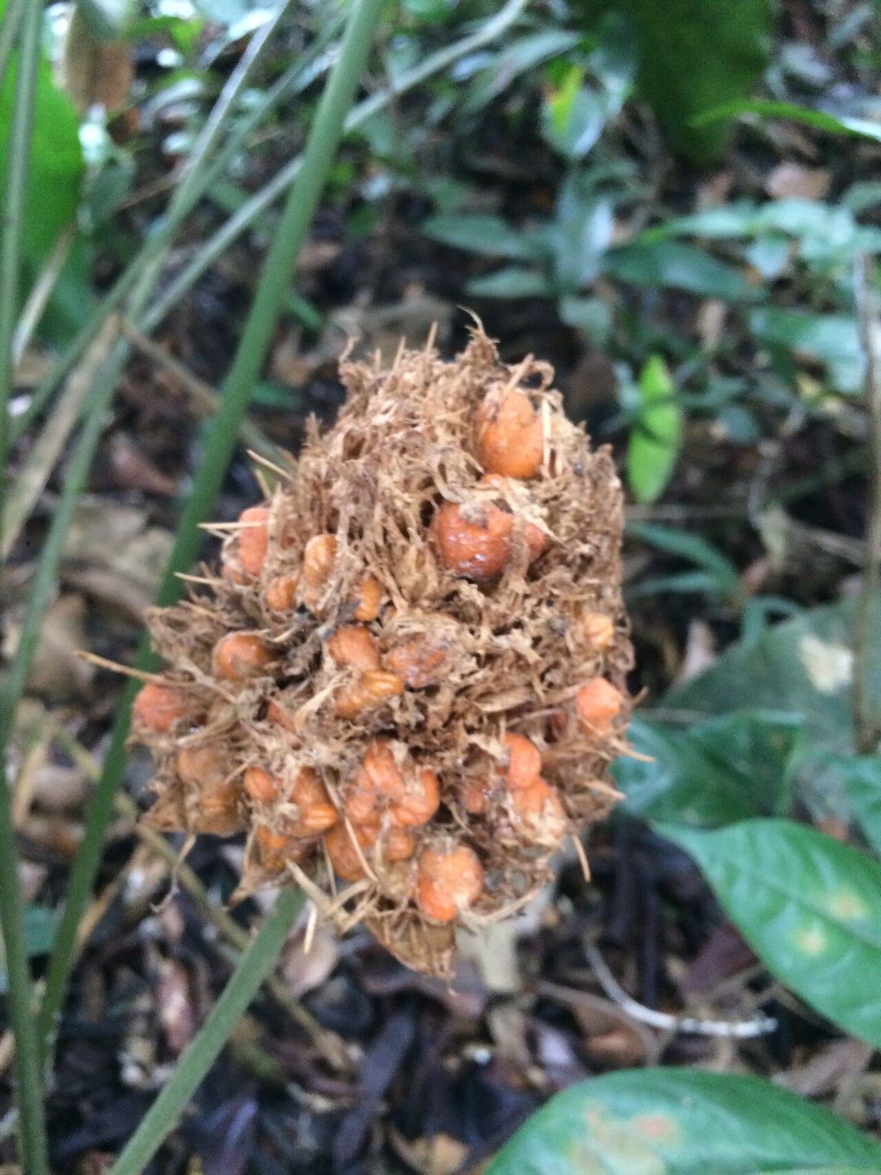 Goeppertia altissima fruit