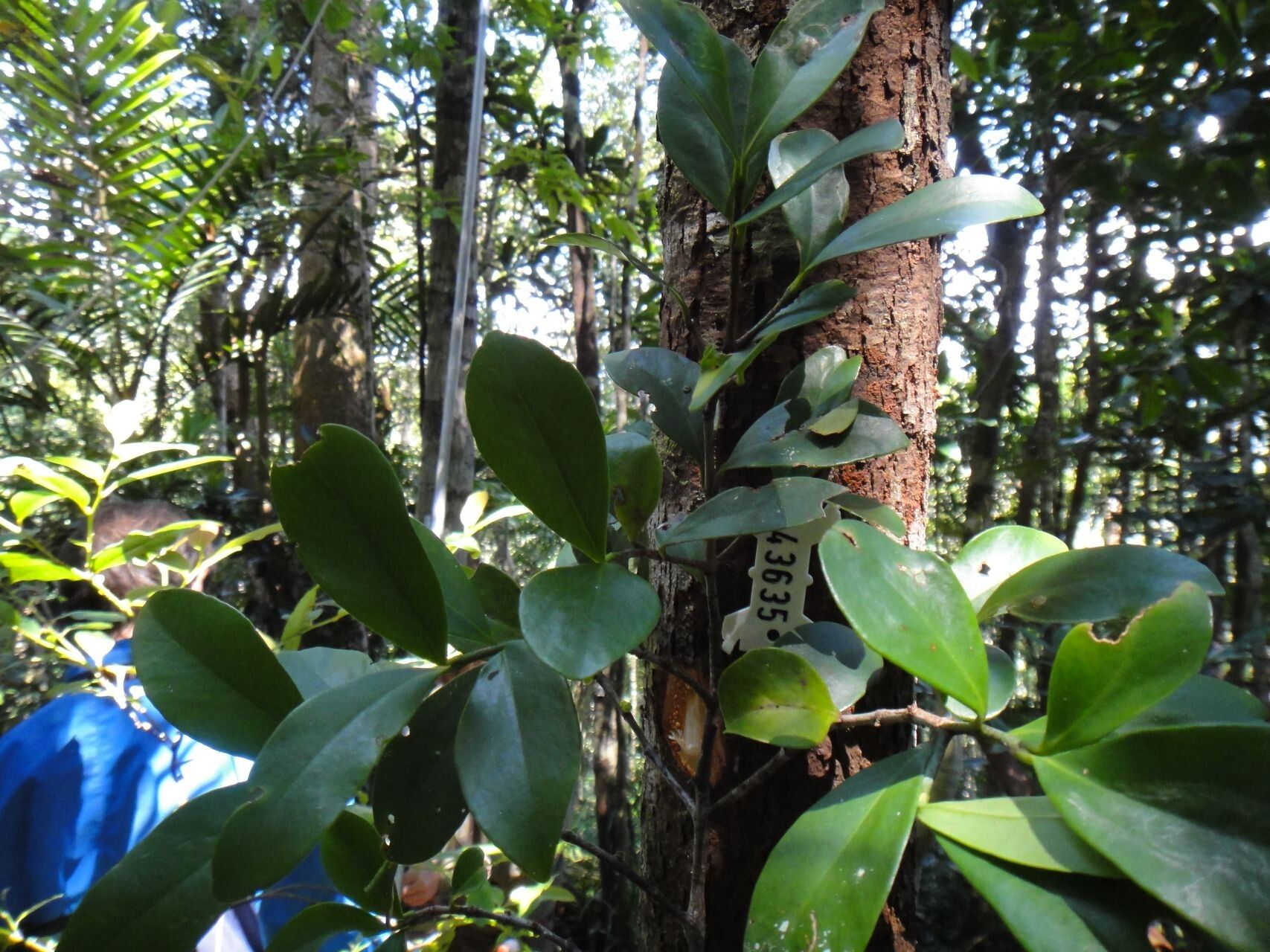 Garcinia virgata leaf