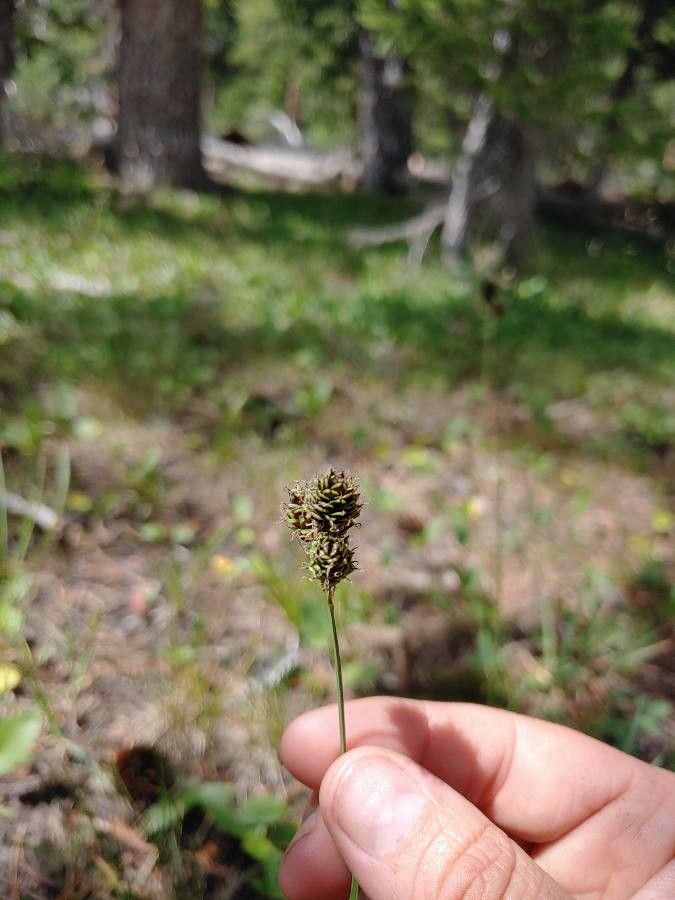 Carex norvegica flower