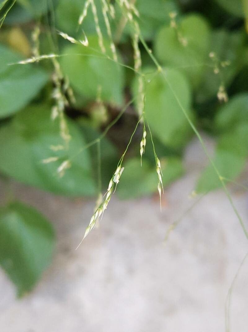 Piptatherum paradoxum fruit