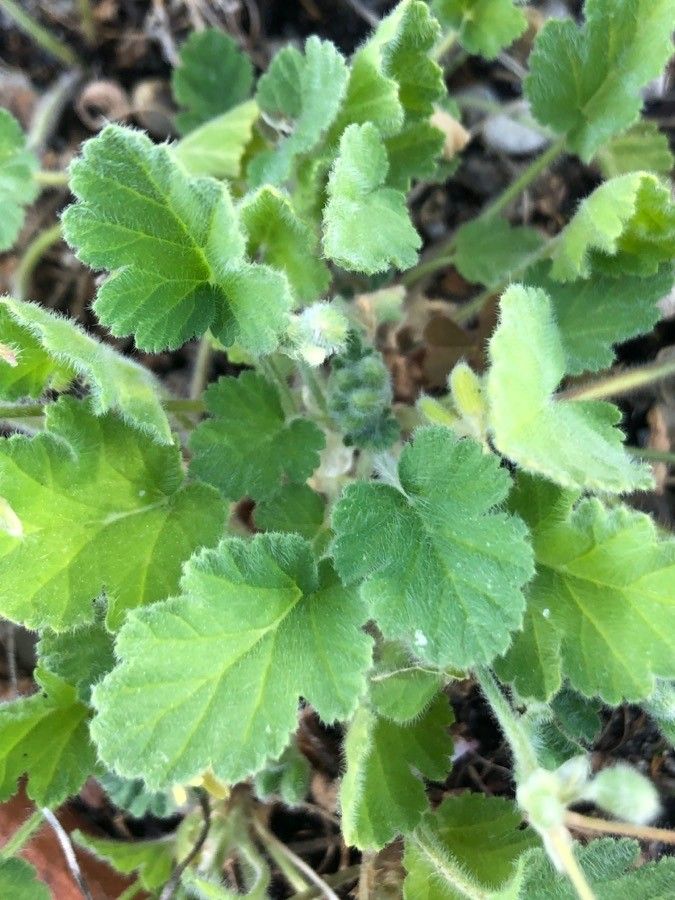 Erodium trifolium leaf