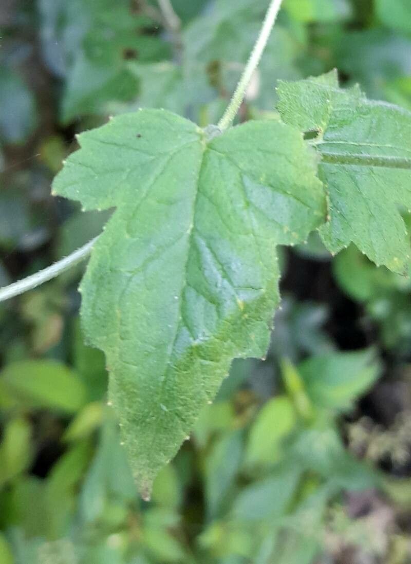 Caiophora hibiscifolia — houseplant care guide