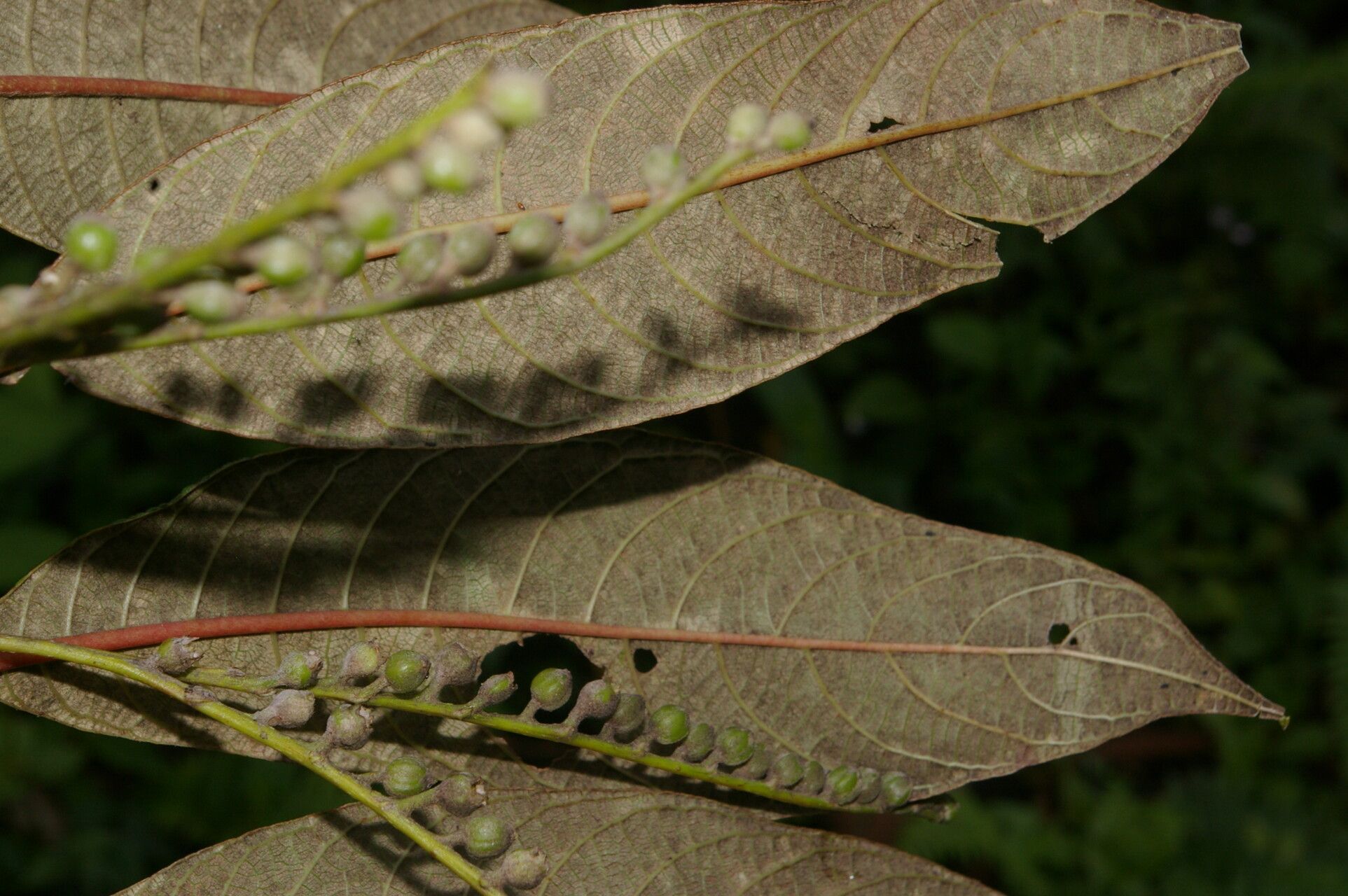 Guettarda tournefortiopsis flower