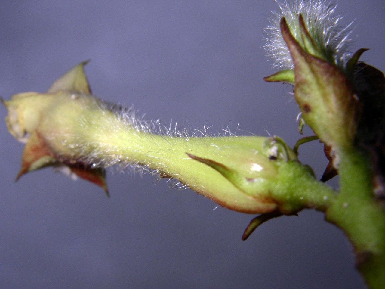 Mandevilla villosa fruit