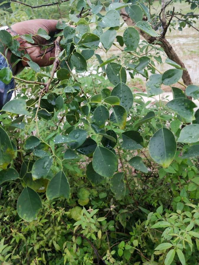 Dalbergia latifolia leaf