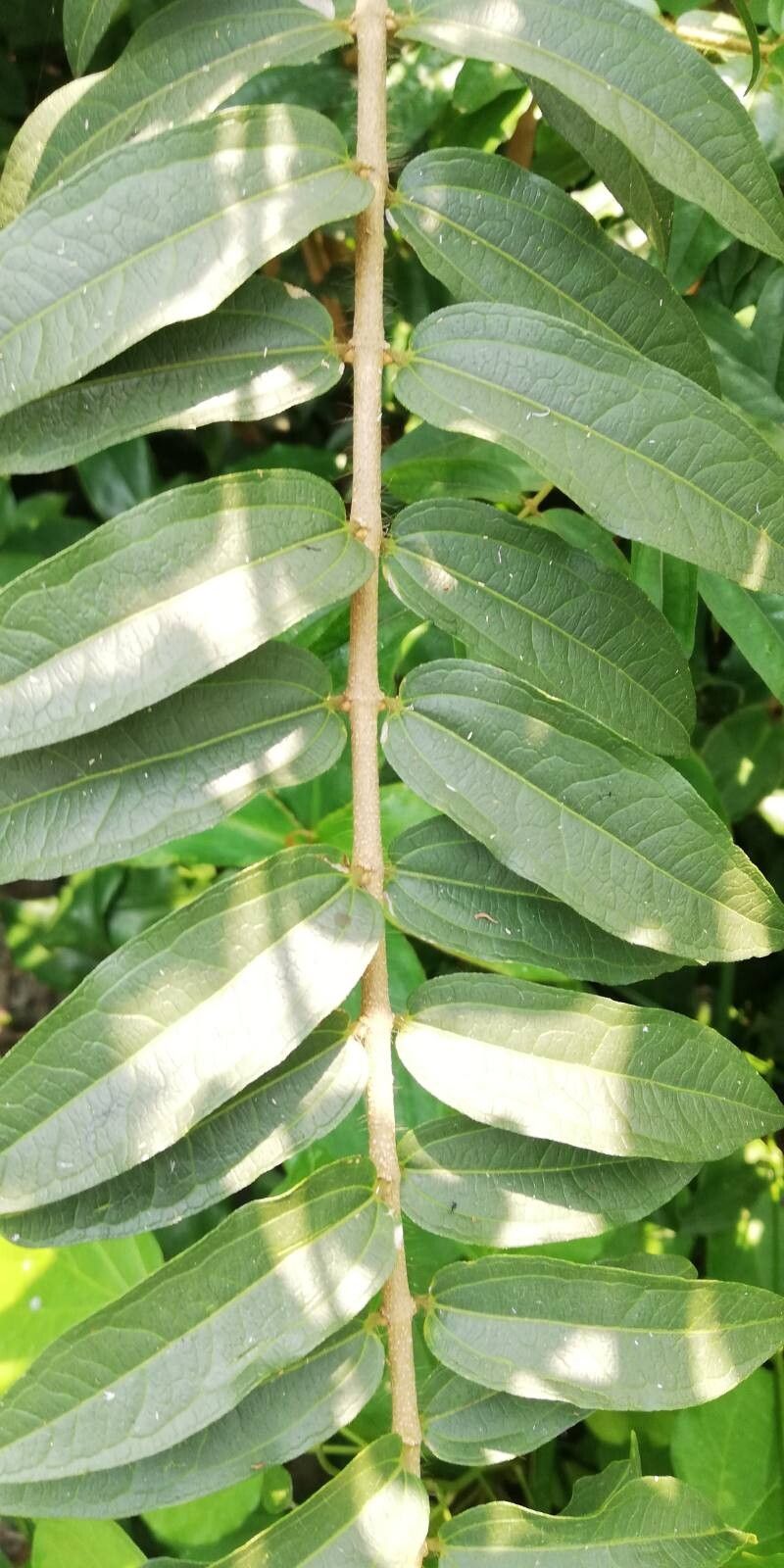 Strychnos variabilis leaf