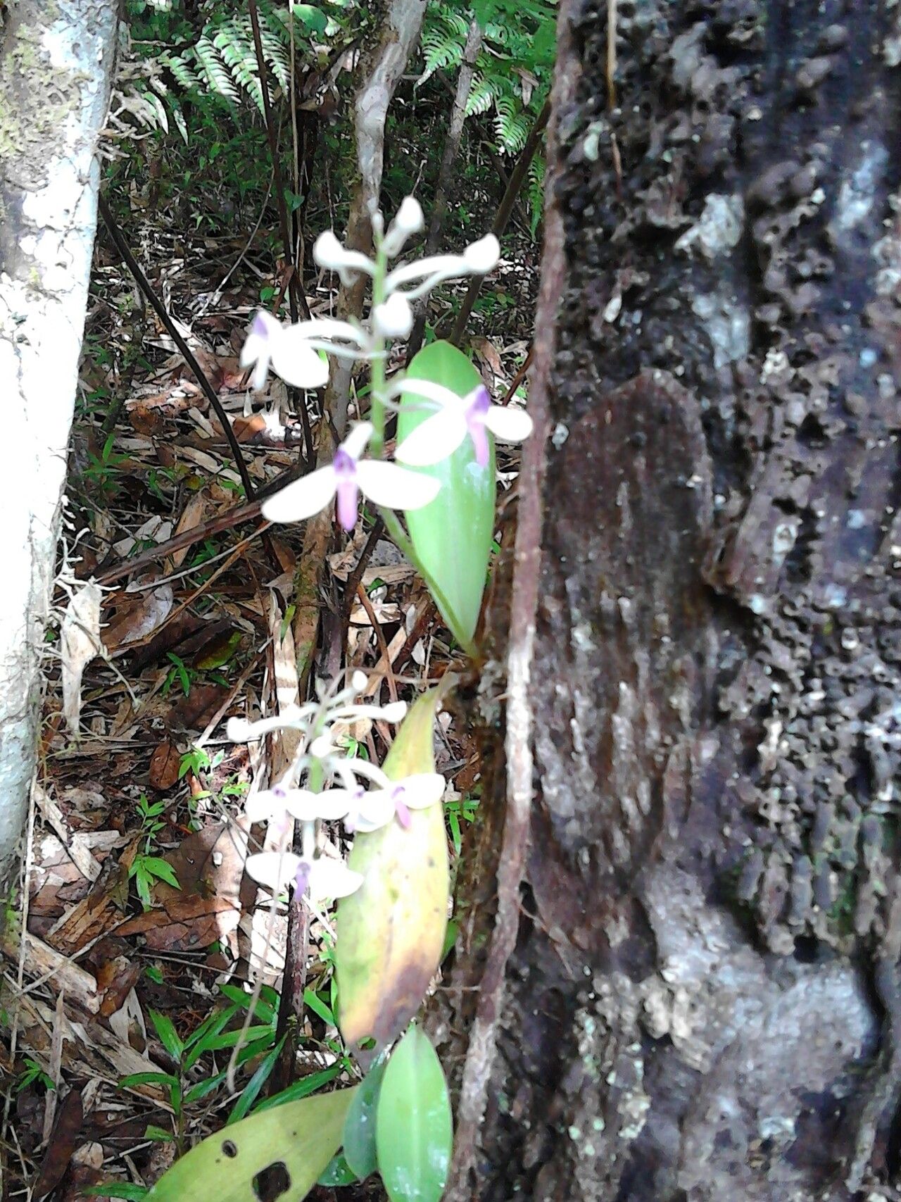 Cynorkis nutans — houseplant care guide